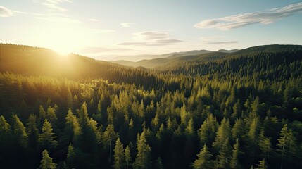 spruce forest viewed from above using a drone