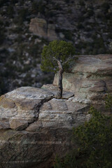Cliffside tree at Windy Point, a Catalina Highway viewing site on popular Mt Lemmon in Tucson,...