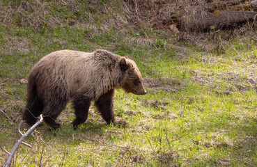 Grizzly Bear in Spring in Yellowstone National Park