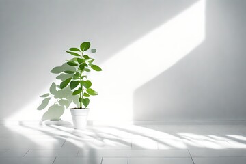 plant in the room