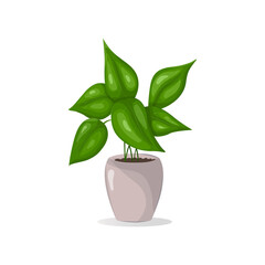  House Plant in Ceramic Pot Icon Isolated on White.  Interior Plant.  Vector realistic Indoor plant with leaves in a pot. Isolated on white.