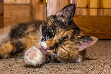 The fluffy kitten lies on the carpet indoors and licks its paw. One of the cat 's eyes is closed. A...