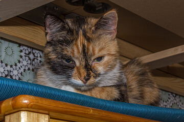 Naklejka premium Close-up portrait of a young tricolor cat sitting on a wooden chair from below. A cat with a calico pattern: white, orange and black patches.