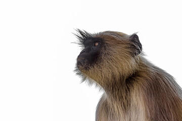 Fototapeta premium Close-up portrait of a gray langur looking up. Bengal sacred langur (Semnopithecus entellus, Northern plains gray) lives in the tropics in India. Wildlife, nature, animal, motherhood.