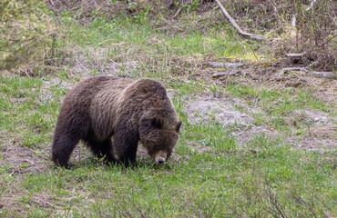 Grizzly Bear in Spring in Yellowstone National Park