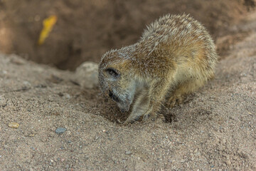 Fototapeta premium The meerkat digs a hole in the sand. The meerkat (Suricata suricatta) is a small mongoose that lives in the savanna, shrubland, grassland and desert in Botswana, Namibia, Angola and in South Africa.