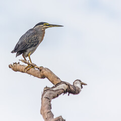 A small striped heron sits on a long dry branch against the sky. Striated, mangrove, little or green-backed heron (Butorides striata) is a small bird, living in forest and wetlands.