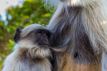 Little cute baby langur sucking mother's nipple. Bengal sacred langur (Semnopithecus entellus,...