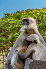 Little cute baby langur sucking mother's nipple. Bengal sacred langur (Semnopithecus entellus, Northern plains gray) lives in the tropics in India. Wildlife, nature, animal, motherhood.