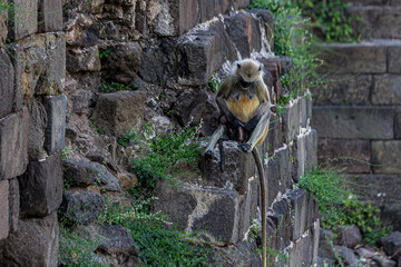 A female langur sits on a stone wall and strokes a baby sleeping on her lap. Bengal sacred langur...
