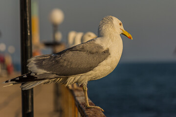 Portrait of a gull or seagull standing on a seaside railing at golden hour near the ocean at sunset or sunrise with water on the horizon. It's Caspian gull (Larus cachinnans).