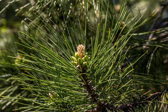 Green branch of fir or spruce with a pine cone close-up. Evergreen Pinus. Wild tree in nature outdoors. Large green needles macro photo.