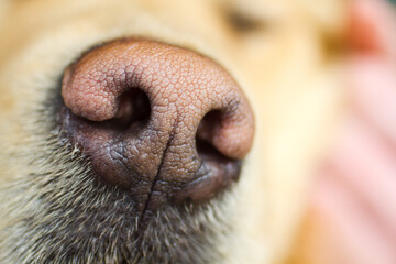 Detailed Close-Up of Golden Retriever Dog Nose Texture
