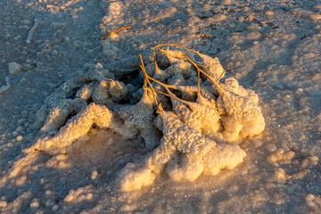A tumbleweed branch covered with salt crystals on the saline or salt lake Baskunchak (Russia, Volrograd). White salt on yellow branches in sunset or dawn light. In the morning or evening.