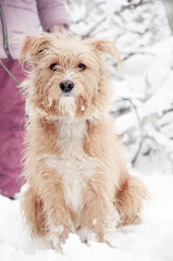 red shaggy dog ​​sits in the snow. Dog on a leash