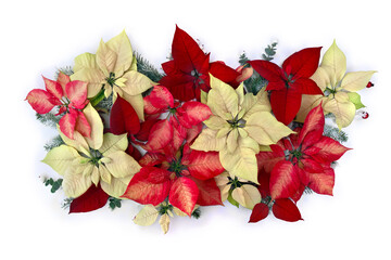 Christmas decoration. Flowers of white yellow and red poinsettia, branch christmas tree, berries mistletoe, red berries on white background. Top view, flat lay