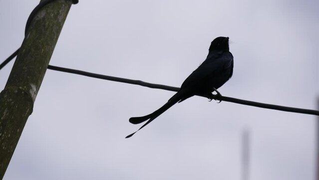 Different angle of Black Drongo bird (Dicrurus macrocercus), a small Asian passerine bird of the drongo family Dicruridae also known as King Crow. Bird sitting on electric wire.
