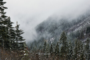 low morning fog over forest of northwestern United States with autumn foliage green coniferous trees in Washington state North Cascade Mountains