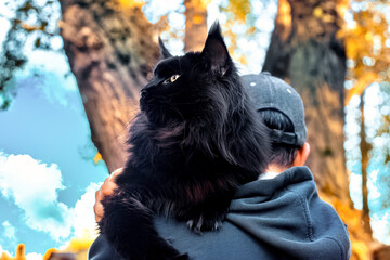 A big black maine coon cat sitting in forest on summer day.