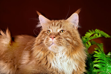 Big maine coon cat sitting on brown background.