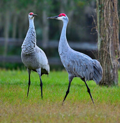 sandhill cranes all worked up