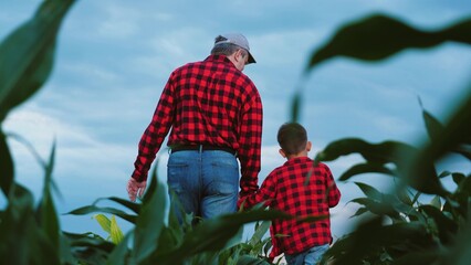 Happy farmer walks through corn field with pleased son holding hands. Father spends time with boy walking on green corn field. Joyful kid spends childhood with farmer father on corn field hand in hand