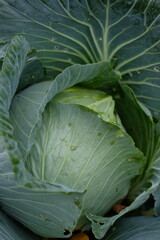 Obraz premium cabbage in the garden close-up