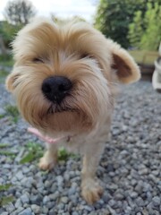 The overgrown muzzle of a Yorkshire Terrier dog in close-up. A wet black dog's nose. A purebred dog on a walk in the park
