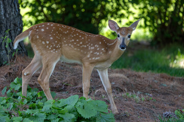 Whitetail Deer Fawn stares at camera