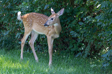 Whitetail Fawn in the woods