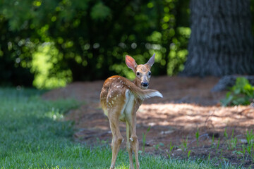 whitetail  deer fawn