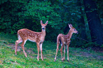 Twin Fawns