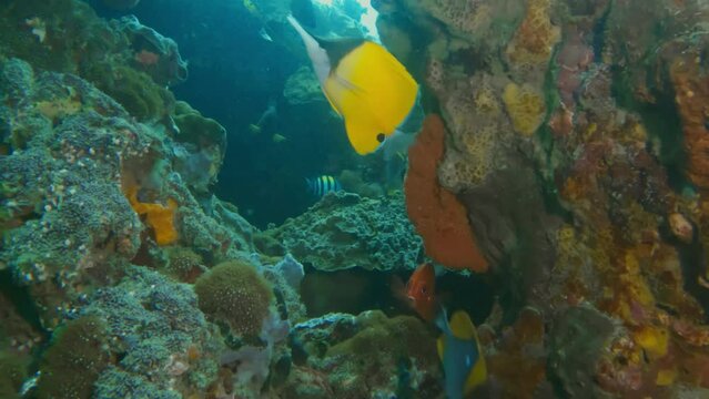 Underwater reef cave with yellow color tropical fishes moorish idol and surgeons fish swimming around. Underwater cave with fish. Nature. Meditative nature. Coral reef bottom. Film grain pixel texture