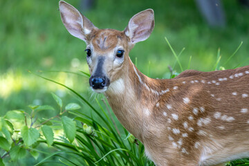 Fawn