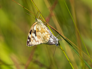 Pair of Marbled White Butterflies Mating