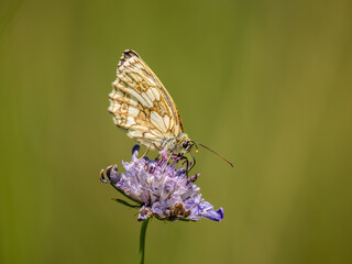 Marbled White Butterfly Feeding on Scabious