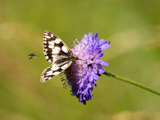 Marbled White Butterfly Feeding on Scabious