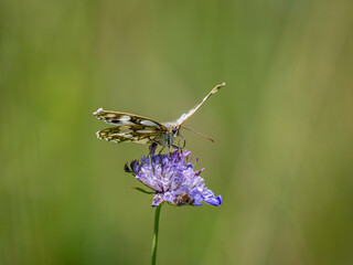 Marbled White Butterfly Feeding on Scabious