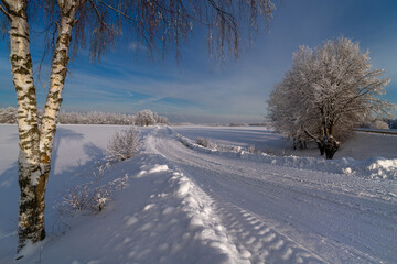 winter landscape with trees