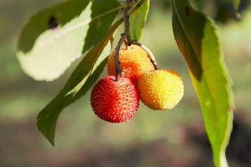 Erdbeerbaum mit Früchten (Arbutus Unedo), Sardinien 