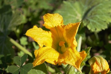 Zucchiniblüten im Herbst auf Sardinien