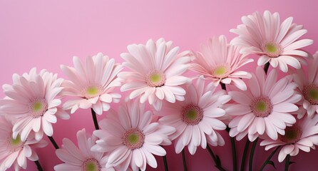 Fototapeta premium large white daisies on a pink background