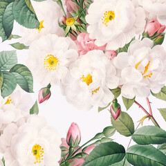 Rose Flowers: Digital floral watercolor on a smooth white background.