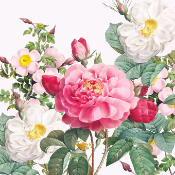 Rose Flowers: Digital floral watercolor on a smooth white background.