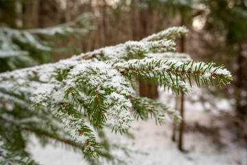 Winter's Embrace: Snow-Kissed Fir Needles in Pokainu Mezs, Dobele