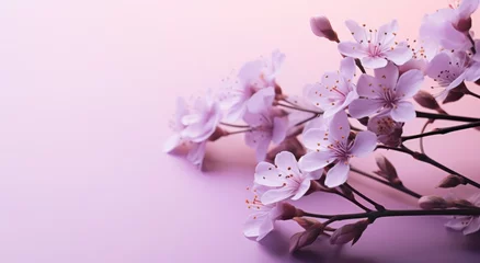 Poster purple lila flowers over a pink background © olegganko