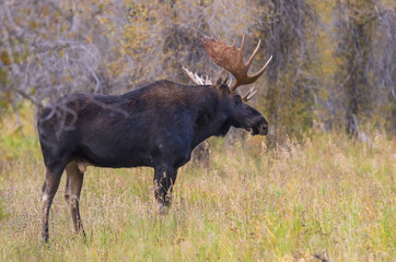 Naklejka na ściany i meble Bull Moose During the Fall Rut in Wyoming