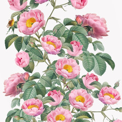 Rose Flowers: Digital floral watercolor on a smooth white background.