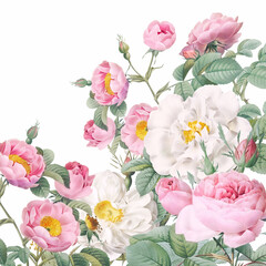 Rose Flowers: Digital floral watercolor on a smooth white background.