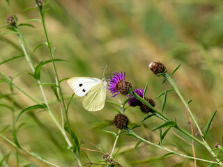 Green-veined White Butterfly Feeding on Knapweed